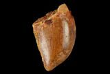 Serrated, Baby Carcharodontosaurus Tooth - Morocco #159300-1